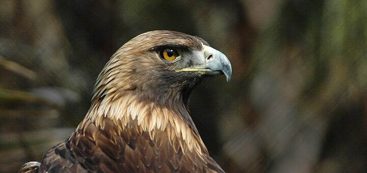 Golden Eagle in Europe from France to the Urals - Aquila chrysaetos chrysaetos