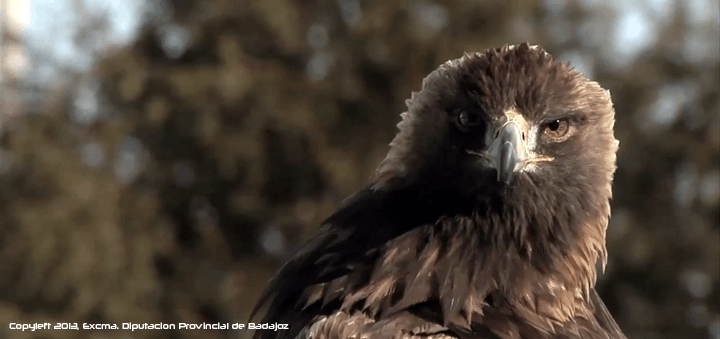 Golden Eagle from the Iberian Peninsula and the north of Africa - Aquila chrysaetos homeyeri