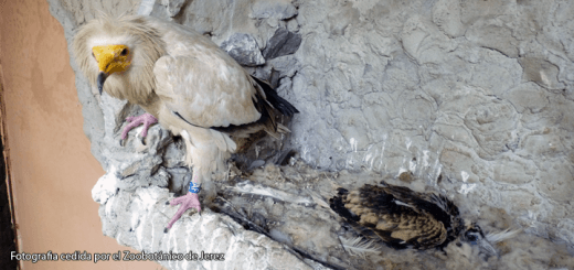 Egyptian Vulture - Brandy