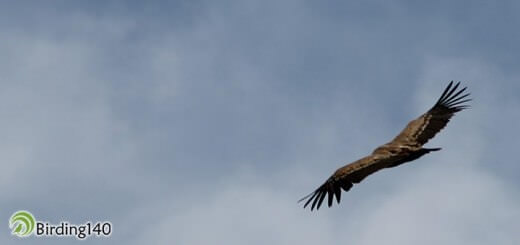 Griffon Vulture over Monfragüe